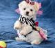 Maltese Puppies for sale in Tyler, TX, USA. price: NA