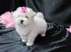 Maltese Puppies for sale in Junction City, KY, USA. price: NA