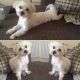 Maltese Puppies for sale in Clifton Ave, Clifton, NJ, USA. price: NA