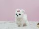 Maltese Puppies for sale in Quincy, FL, USA. price: NA