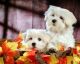 Maltese Puppies for sale in Washington Ave, St. Louis, MO, USA. price: $300