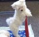 Maltese Puppies for sale in Washington Ave, St. Louis, MO, USA. price: NA