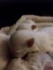 Maltese Puppies for sale in Wetumpka, AL, USA. price: $650