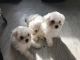 Maltese Puppies for sale in South Daytona, FL 32119, USA. price: $350
