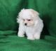 Maltese Puppies for sale in CA-111, Rancho Mirage, CA 92270, USA. price: NA