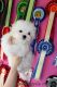 Maltese Puppies for sale in New Orleans, LA, USA. price: $220