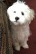 Maltese Puppies for sale in Benson, NC 27504, USA. price: $800