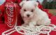 Maltese Puppies for sale in 2483 Dundas St W, Oakville, ON L6M 4J4, Canada. price: NA