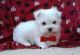 Maltese Puppies for sale in Wichita, KS 67226, USA. price: NA