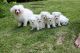 Maltese Puppies for sale in Salt Lake City, UT 84150, USA. price: NA
