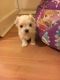 Maltese Puppies for sale in New York County, New York, NY, USA. price: NA