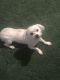 Maltese Puppies for sale in New Orleans, LA, USA. price: $450