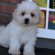Maltese Puppies for sale in Canton, OH, USA. price: NA