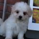 Maltese Puppies for sale in Canton, OH, USA. price: $750