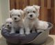 Maltese Puppies for sale in Mori Gate, New Delhi, Delhi 110006, India. price: 99000 INR