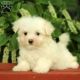 Maltese Puppies for sale in Kentucky Street, Brooksville, FL 34604, USA. price: NA