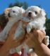 Maltese Puppies for sale in Charlotte, NC 28201, USA. price: $300