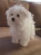 Maltese Puppies for sale in Arizona Mills, Tempe, AZ 85282, USA. price: $500