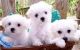 Maltese Puppies for sale in Iowa City, IA, USA. price: NA