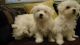 Maltese Puppies for sale in NV-582, Henderson, NV, USA. price: $500