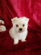 Maltese Puppies for sale in Ontario St, Kingston, ON, Canada. price: NA