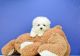 Maltese Puppies for sale in Fresno, CA, USA. price: $400