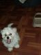 Maltese Puppies for sale in Bronx, NY 10455, USA. price: $700