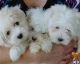 Maltese Puppies for sale in Kentucky Street, Brooksville, FL 34604, USA. price: $500