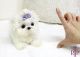 Maltese Puppies for sale in NV-582, Henderson, NV, USA. price: NA