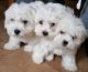 Maltese Puppies for sale in Virginia St, Richmond, VA 23219, USA. price: NA