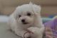 Maltese Puppies for sale in Virginia St, Richmond, VA 23219, USA. price: $500