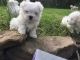 Maltese Puppies for sale in NC-12, Frisco, NC 27936, USA. price: NA