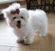 Maltese Puppies for sale in Washington Court House, OH 43160, USA. price: NA