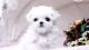 Maltese Puppies for sale in Washington Court House, OH 43160, USA. price: $500