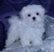 Maltese Puppies for sale in Arizona Mills, Tempe, AZ 85282, USA. price: NA