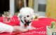 Maltese Puppies for sale in Bronx, NY, USA. price: $650