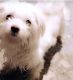 Maltese Puppies for sale in Holiday, FL 34690, USA. price: NA