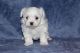 Maltese Puppies for sale in 40861 Carlisle Ave, Elyria, OH 44035, USA. price: NA