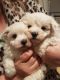 Maltese Puppies for sale in Pennsylvania Ave, Los Angeles, CA 90033, USA. price: NA