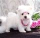 Maltese Puppies for sale in Austin, TX 73301, USA. price: NA