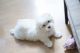 Maltese Puppies for sale in Greensboro, NC, USA. price: $1,250