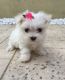 Maltese Puppies for sale in Georgia, IN 47452, USA. price: $700