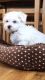 Maltese Puppies for sale in Colorado Blvd, Glendale, CA 91205, USA. price: NA