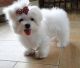 Maltese Puppies for sale in Toledo, OH 43601, USA. price: NA