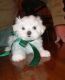 Maltese Puppies for sale in VT-100, Londonderry, VT 05148, USA. price: NA