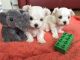 Maltese Puppies for sale in Toronto, ON, Canada. price: NA