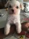 Maltese Puppies for sale in Lancaster, CA 93535, USA. price: $650