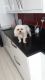 Maltese Puppies for sale in New York, IA 50238, USA. price: NA