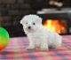 Maltese Puppies for sale in Newark, NJ, USA. price: NA