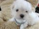 Maltese Puppies for sale in Jacksonville, FL, USA. price: $350